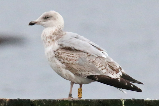 6 January 2019, Zilvermeeuw, HAE91_Hoornse Meer