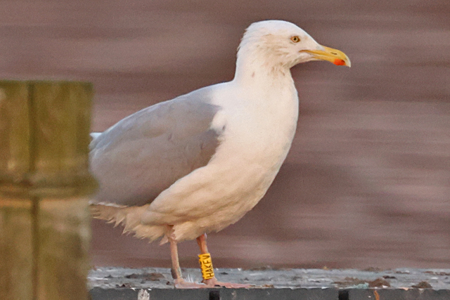 31 January 2025, Zilvermeeuw, HAKEV_Hoornse Meer