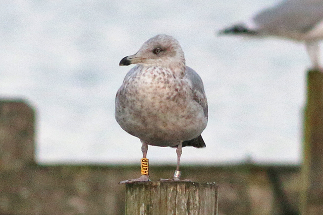 20 November 2020, Zilvermeeuw, HATAR_Hoornse Meer