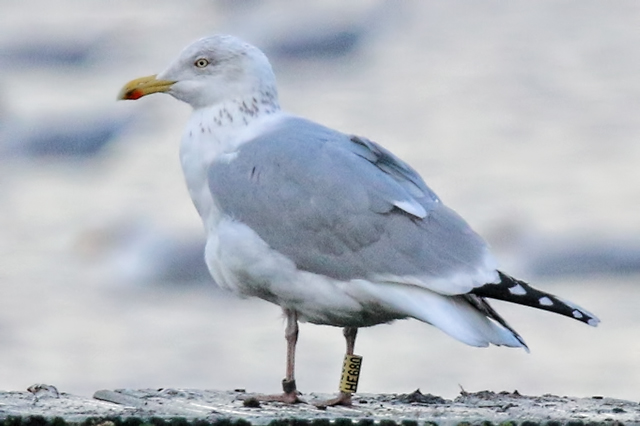 4 January 2020, Zilvermeeuw, HE680_Hoornse Meer