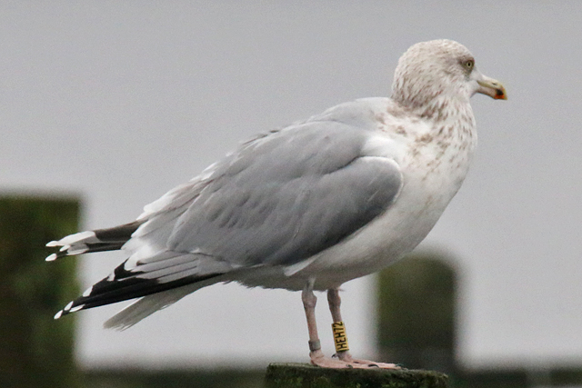 20 January 2018, Zilvermeeuw, HEH72_Hoornse Meer