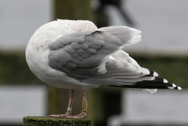 4 January 2020, Zilvermeeuw, HEH72_02_Hoornse Meer
