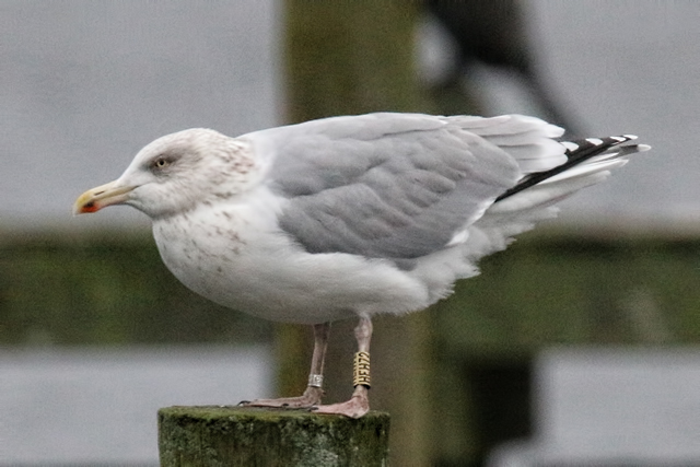 4 January 2020, Zilvermeeuw, HEH72_Hoornse Meer