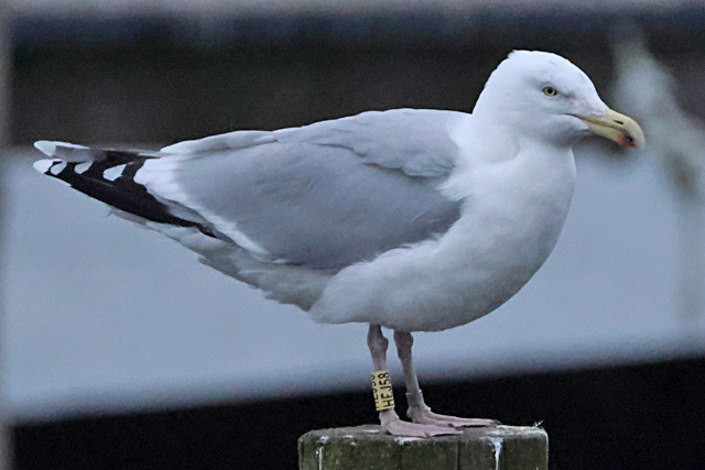 8 February 2025, Zilvermeeuw, HEJ58_Hoornse Meer