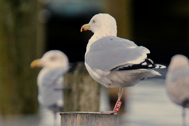 6 January 2018, Zilvermeeuw, HJ80_Hoornse Meer