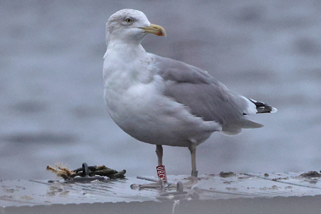 15 December 2024, Zilvermeeuw, HJ80_Hoornse Meer