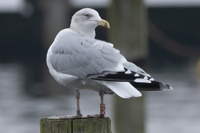 8 November 2025, Zilvermeeuw, HJ80_02_Kaap Hoorn