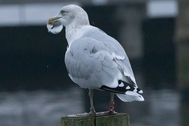 8 November 2025, Zilvermeeuw, HJ80_Kaap Hoorn