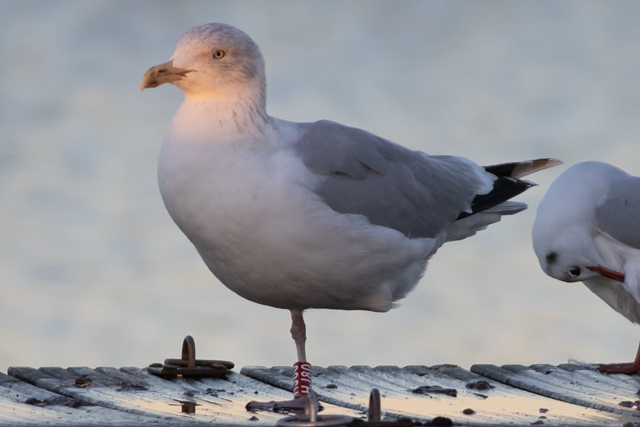 21 November 2025, Zilvermeeuw, HJ80_Kaap Hoorn