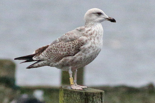 20 December 2020, Zilvermeeuw, HN16F_Hoornse Meer