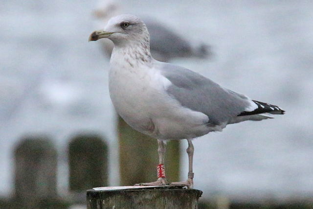 8 December 2019, Zilvermeeuw, HNE0_Hoornse Meer