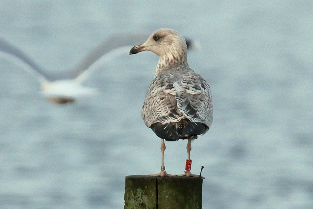 6 January 2018, Zilvermeeuw, HR70_Hoornse Meer