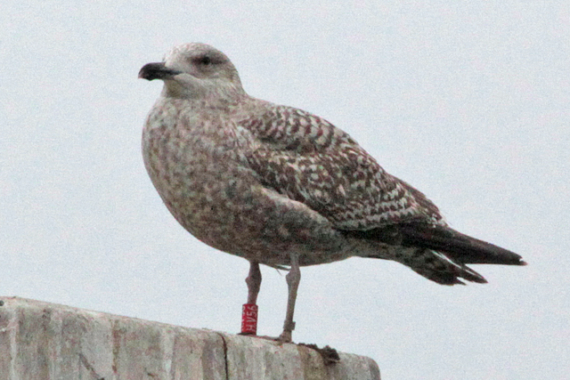 23 January 2011, Zilvermeeuw, HV56_Hoornse Meer