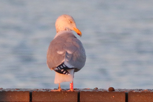 21 January 2023, Zilvermeeuw, HV5K_Hoornse Meer