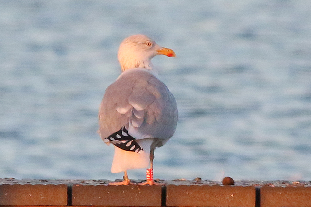 21 January 2023, Zilvermeeuw, HV5K_Hoornse Meer_02