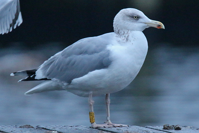 20 January 2018, Zilvermeeuw, HV739_Hoornse Meer