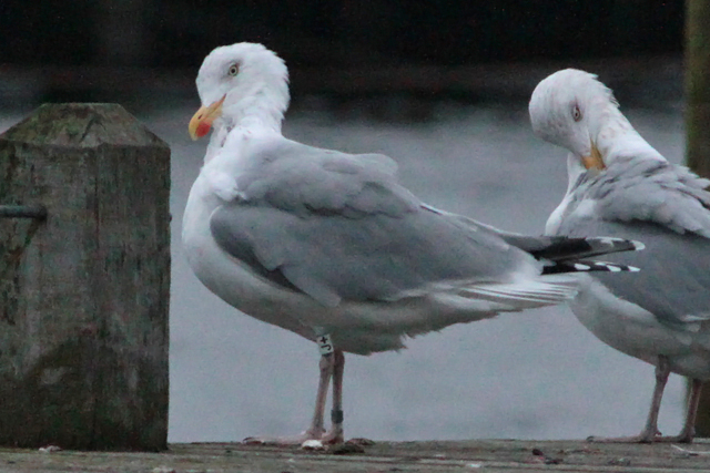 23 January 2011, Zilvermeeuw, J+_Hoornse Meer