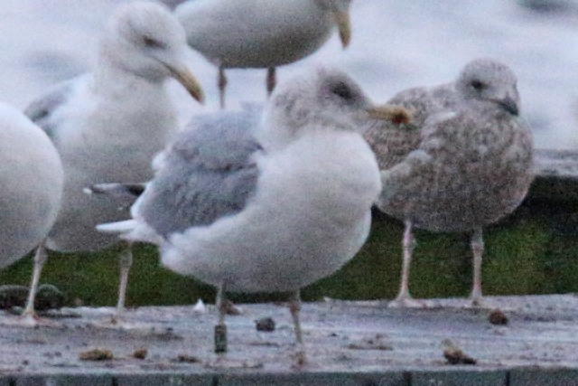 8 December 2019, Zilvermeeuw, J811A_Hoornse Meer