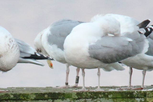 20 January 2020, Zilvermeeuw, JEC85_Hoornse Meer