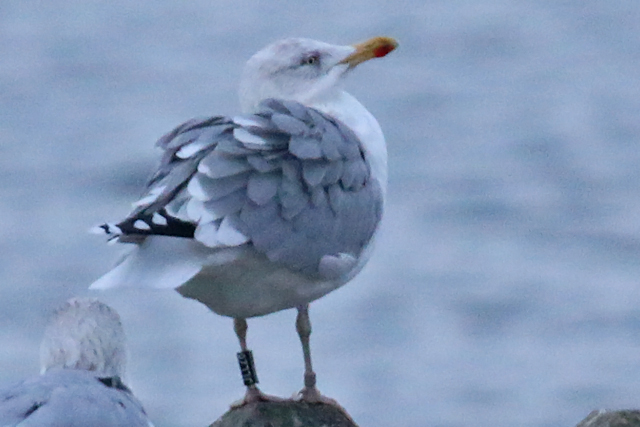 24 November 2018, Zilvermeeuw, JLL28_Hoornse Meer