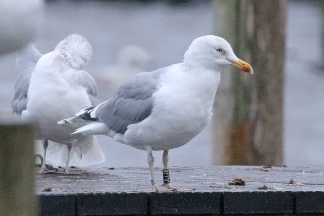 15 December 2019, Zilvermeeuw, JLL28_Hoornse Meer