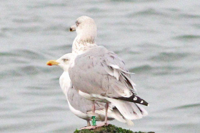 3 October 2023, Zilvermeeuw (KCXW), 01_Westkapelle