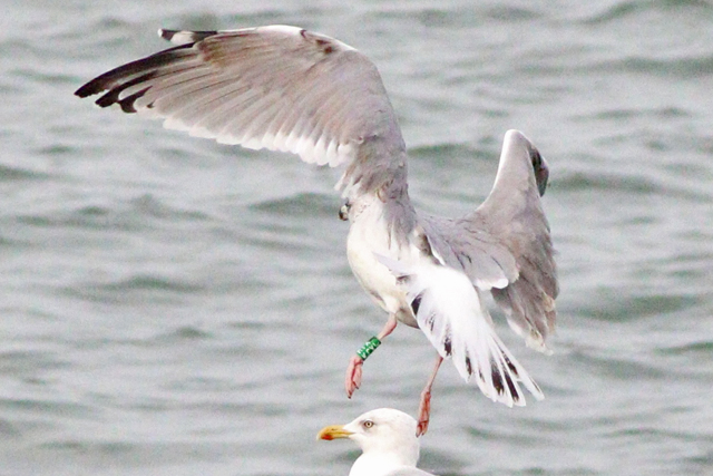 3 October 2023, Zilvermeeuw, KCXW_02_Westkapelle