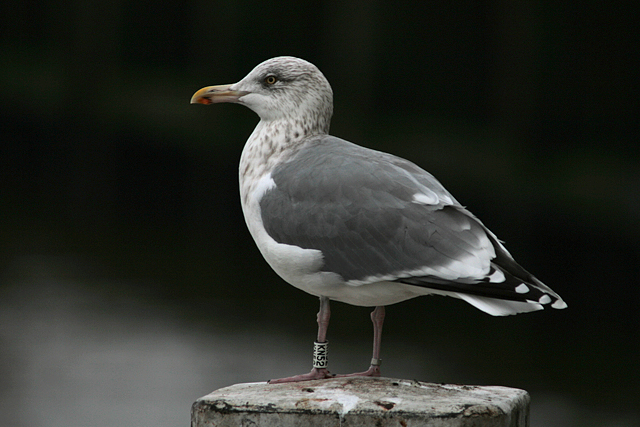 Zilvermeeuw