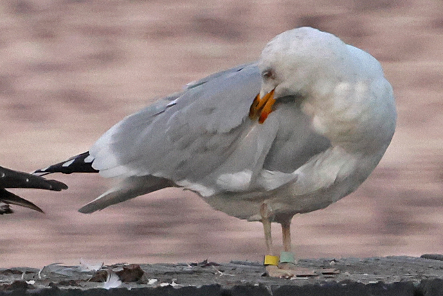 31 January 2025, Zilvermeeuw, Mint-Geel_Hoornse Meer