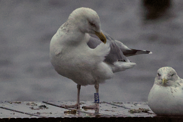 15 December 2024, Zilvermeeuw, L.GOT_Hoornse Meer