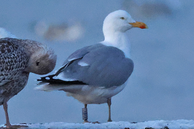 16 February 2025, Zilvermeeuw LGOB, Hoornse Meer