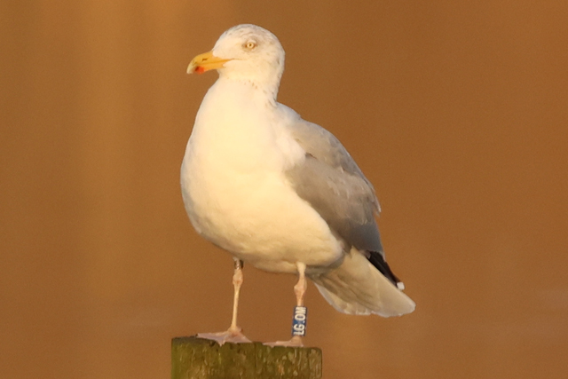 31 January 2025, Zilvermeeuw, LG.OM_Hoornse Meer