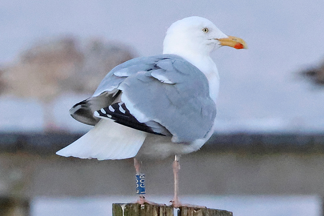 16 February 2025, Zilvermeeuw LGOP, Hoornse Meer
