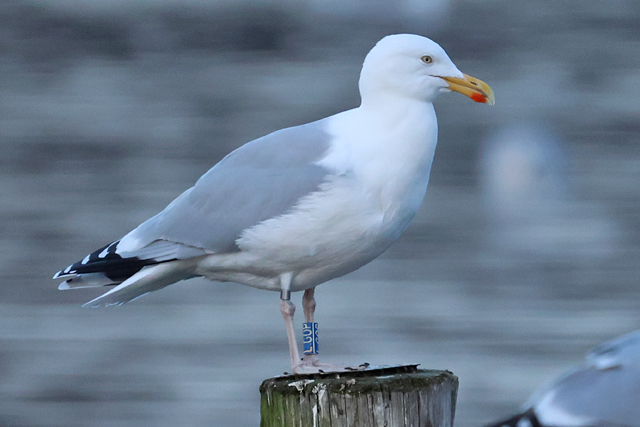 26 February 2025, Zilvermeeuw LGOP, Hoornse Meer