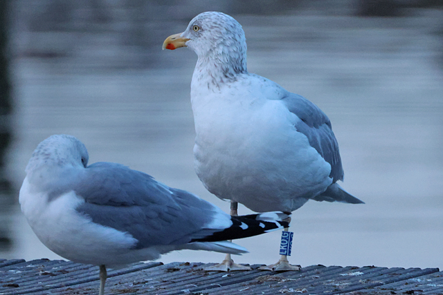 26 February 2025, Zilvermeeuw, LKO.G_Hoornse Meer