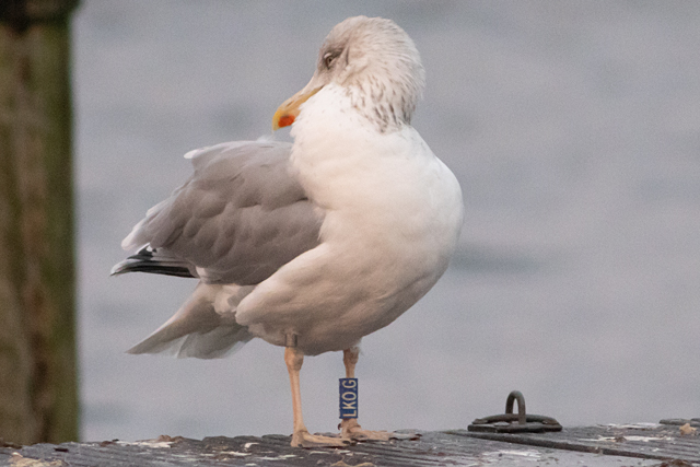 28 November 2025, Zilvermeeuw, LKO.G_02_Kaap Hoorn