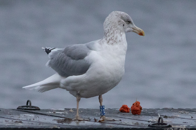 28 November 2025, Zilvermeeuw, LKO.G_Kaap Hoorn