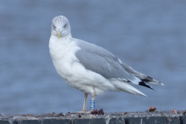 2 January 2026, Zilvermeeuw, LKO.G_Kaap Hoorn