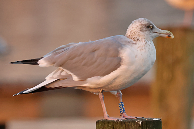 31 January 2025, Zilvermeeuw, LLO.G_Hoornse Meer