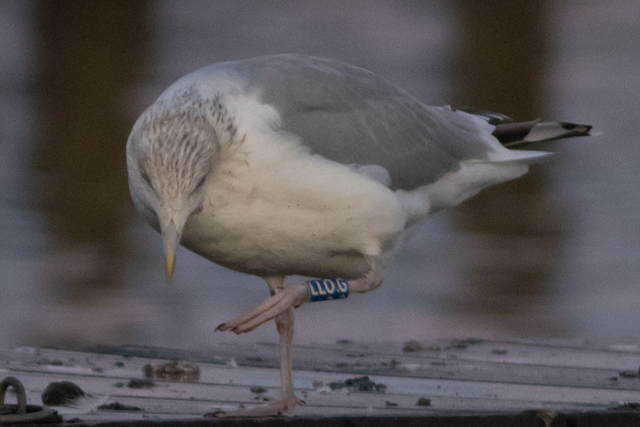 21 November 2025, Zilvermeeuw, LLO.G_Kaap Hoorn