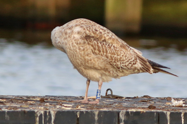 19 February 2023, Zilvermeeuw, LPO.G_Hoornse Meer