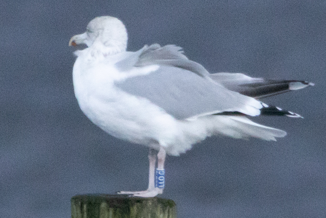 2 January 2026, Zilvermeeuw, LLO.G_Kaap Hoorn