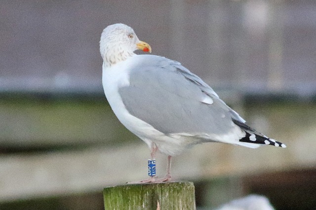 21 January 2023, Zilvermeeuw, LUO.G_Hoornse Meer