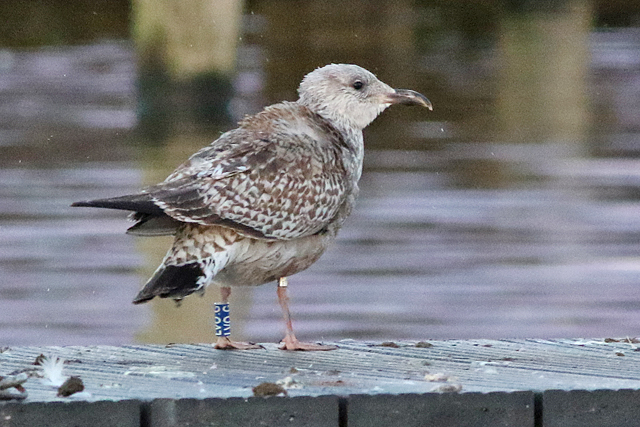 21 January 2023, Zilvermeeuw, LVO.G_Hoornse Meer