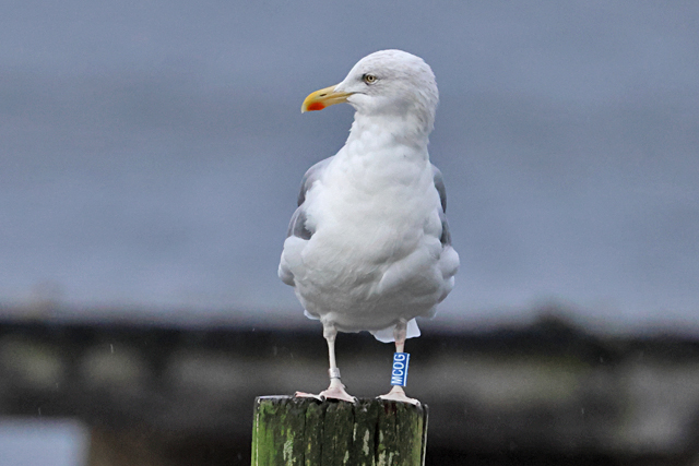 22 December 2024, Zilvermeeuw, MCOG_Hoornse Meer