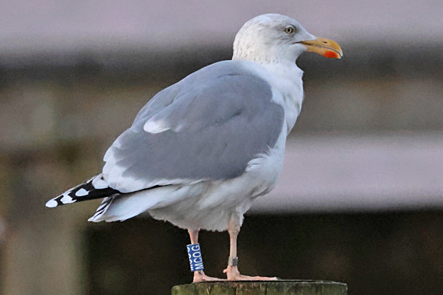 31 January 2025, Zilvermeeuw, MCOG_Hoornse Meer