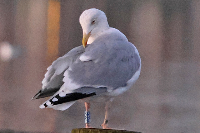 31 January 2025, Zilvermeeuw, MCOG_Hoornse Meer_2