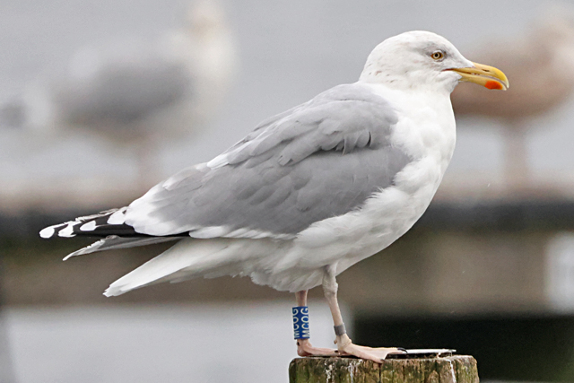 8 February 2025, Zilvermeeuw, MCOG_Hoornse Meer