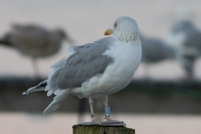 21 November 2025, Zilvermeeuw, MC0G_Kaap Hoorn