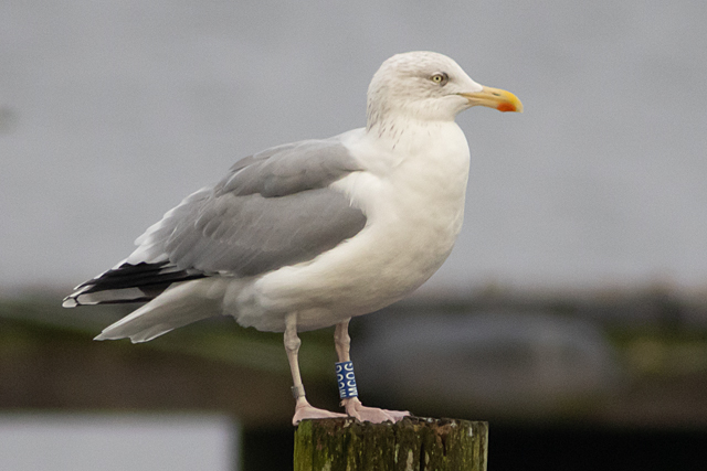 28 November 2025, Zilvermeeuw, MCOG_Kaap Hoorn
